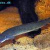 Senegal bichir - Polypterus senegalus