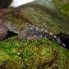 Spiney-headed hillstream loach - Gastromyzon ocellatus