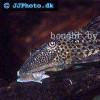 Spotted Hypostomus - Hypostomus punctatus