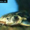 Spiny catfish - Acanthodoras cataphractus