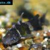 Asian bumblebee catfish - Pseudomystus siamensis