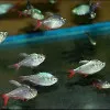Ecuador Tetra - Hyphessobrycon ecuadoriensis