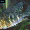 Thread-finned cichlid - Acarichthys heckelii