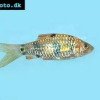 Spotted barb - Barbodes everetti