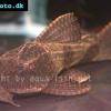 Pleco catfish - Hypostomus borellii