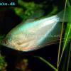 Moonlight gourami - Trichogaster microlepis