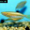 Slender rainbowfish - Melanotaenia gracilis