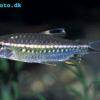 Red eyed characin - Arnoldichthys spilopterus