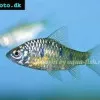 Golden barb - Barbodes semifasciolatus