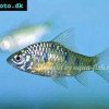 Golden barb - Barbodes semifasciolatus