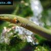 Ropefish - Erpetoichthys calabaricus