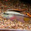 Kribensis - Pelvicachromis pulcher