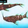Upside-down catfish - Synodontis nigriventris
