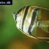 Altum angelfish - Pterophyllum altum