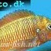 Blunthead Tropheus - Tropheus moorii
