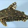 Thorny catfish - Agamyxis albomaculatus