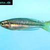 Black banded rainbowfish - Melanotaenia nigrans