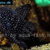 Spiny pleco - Pseudolithoxus anthrax