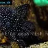 Spiny pleco - Pseudolithoxus anthrax