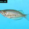 Ruby rainbowfish - Melanotaenia splendida rubrostriata