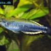 Rainbowfish - Bedotia madagascariensis