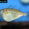 Common hatchetfish - Gasteropelecus sternicla