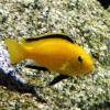 Electric yellow cichlid - Labidochromis caeruleus