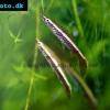 Brown pencilfish - Nannostomus eques