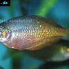 Irian jaya rainbowfish - Melanotaenia irianjaya