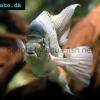 White cichlid - Vieja argentea