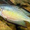 Desert rainbowfish - Melanotaenia splendida tatei