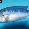 Mbuna cichlid - Melanochromis lepidiadaptes