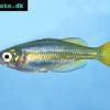 Inornate rainbowfish - Melanotaenia splendida inornata