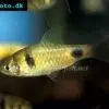 Dwarf barb - Pethia phutunio