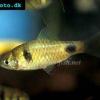 Dwarf barb - Pethia phutunio