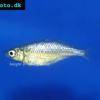 Wanam rainbowfish - Glossolepis wanamensis