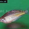 Ramu rainbowfish - Glossolepis ramuensis