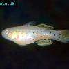 Goby fish - Stigmatogobius sadanundio