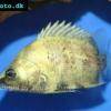 New guinea tigerfish - Datnioides campbelli