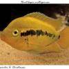 Rainbow cichlid - Herotilapia multispinosa
