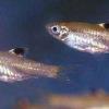 Eyespot (Hi-spot) Rasbora - Brevibora dorsiocellata