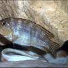 Malawi shell dweller - Pseudotropheus lanisticola