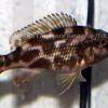 Marbled livingston’s hap - Nimbochromis livingstonii