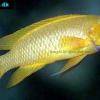 Lemon cichlid - Neolamprologus leleupi