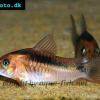 Black band catfish - Corydoras zygatus