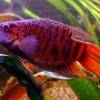 Paradise fish - Macropodus opercularis