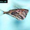 Marbled hatchetfish - Carnegiella strigata