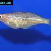 Dority’s rainbowfish - Glossolepis dorityi