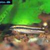 Black-lined loach - Yasuhikotakia nigrolineata