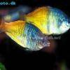 Boesemani rainbowfish - Melanotaenia boesemani